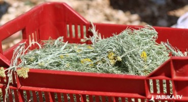 Od bajke do trilera: Što se događa sa smiljem?