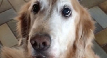 Vlasnica zlatnom retriveru saopćila da mu je rak odstranjen, oduševit će vas njegova reakcija