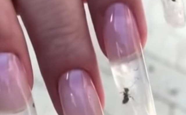 Mravi zarobljeni u vještačkim noktima
