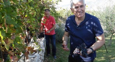 Dragan Čović brao grožđe na imanju Romance