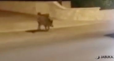 Divlja svinja bacila đir središtem Širokog Brijega