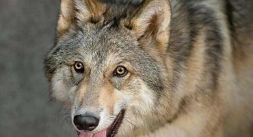 Gruđani u problemima zbog vukova