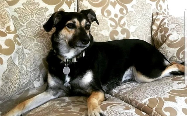 Pas, Daniela Škegro, značenje, ponašanje, kućni ljubimci