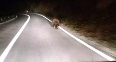 Kuprešaci pozvali ministra Dedića na zaštitu građana od medvjeda