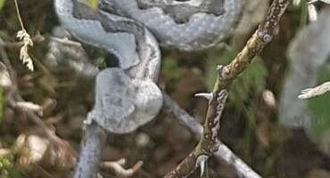 Poskoci još uvijek haraju, a na planini se  pojavila nova vrsta zmije!