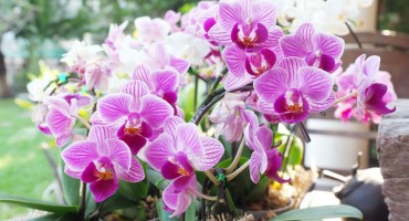 Mali trikovi s kojima će orhideja duže živjeti