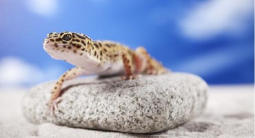 Želite li gekona? Ovo su stvari koje trebate znati o njima!