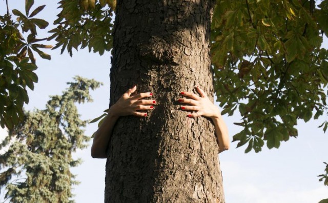 Znate li zašto mnogi kucaju u drvo za sreću?