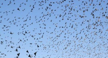 Najezda ptica koje imitiraju zvuk mobitela na jugu Hercegovine 