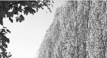 Velimir Velo Raspudić: Krošnje starih jablanova