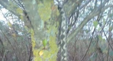 Otrovnica iznenadila Ljutodočane