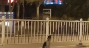 Priča koja će vas slomiti: Pas već 80 dana čeka na mjestu gdje mu je poginula vlasnica