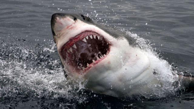 Australac poginuo u napadu morskog psa u popularnom turističkom odredištu