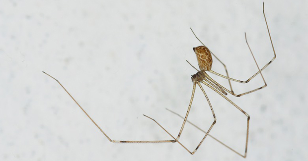 Postoje jako dobri razlozi zbog kojih se ne bi trebali rješavati pauka iz vašeg doma