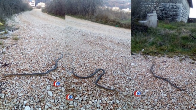 Zmija u Grudama krajem prosinca!