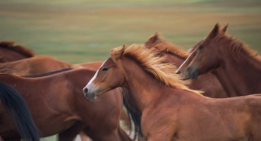  Strava kod Livna: Kraj ceste pronađen ubijeni divlji konj, netko mu odsjekao noge i ostavio ga tamo 