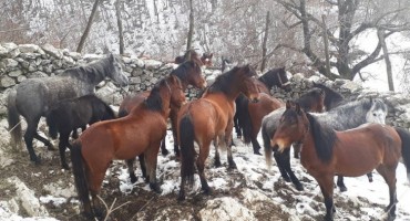 Mladi bračni par iz Hercegovine brine o divljim konjima: Upoznajte ih