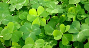 djetelina hercegovina