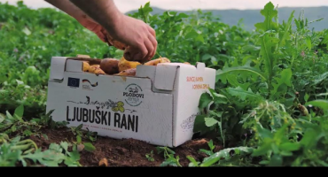 Ljubuški, mladi krumpir