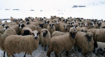 Zahvala direktora Farme Smiljanić ramskom načelniku i djelatnicima zimske službe - 31.01.2019