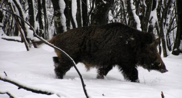 Orlov kuk: Zabrana lova na divlje svinje