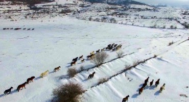 Tomislavgrad: Apel za pomoć divljim konjima