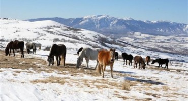 Udruga ‘Borova glava’ prikuplja sol za livanjske divlje konje