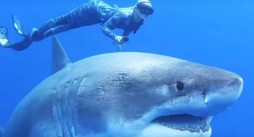 Na Havajima plivali uz najveću veliku bijelu psinu na svijetu i preživjeli