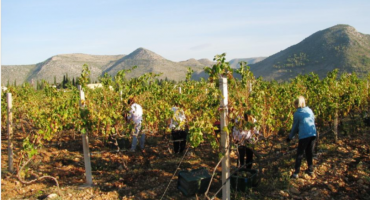 Počinju radovi u sveučilišnom vinogradu u Rodoču