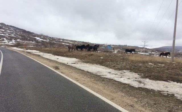Vozač iz Čapljine automobilom udario u divljeg konja
