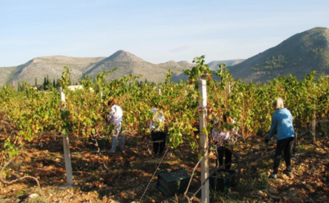Počinju radovi u sveučilišnom vinogradu u Rodoču