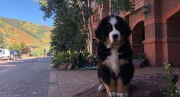 Hotel zaposlio psa: Njegov glavni zadatak je dočekivati goste