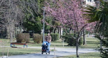 Prvi znaci proljeća u Mostaru: Procvjetala japanska trešnja 