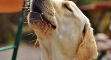 Načelnik u Francuskoj zabranio psima da puno laju