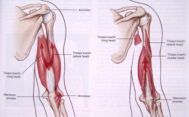 Ruptura distalne tetive tricepsa