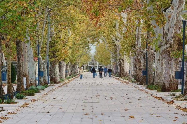 Hoće li u cvijetu mladosti nestati mostarski platani?