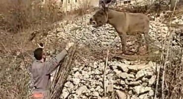 Širokobriješki dirigent Damir i njegov magarac Zvonko izveli samostalan filharmonijski koncert!