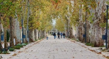 Hoće li u cvijetu mladosti nestati mostarski platani?