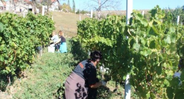 Uskoro predavanje na temu: 'Podizanje nasada vinograda i proizvodnja vina'