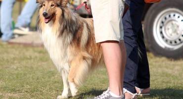 Pokažite svog ljubimca: Izložba pasa u Širokom Brijegu