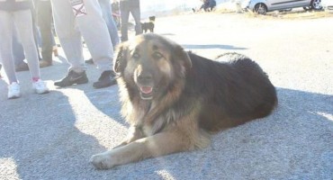 Udruga 'O' godišnje udomi čak stotinu napuštenih pasa