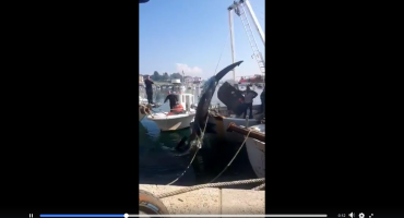 Istarski ribari ulovili morsku neman