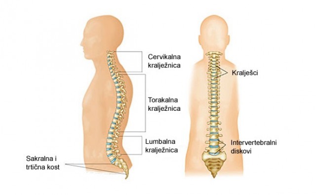 Uzroci bolova u srednjem dijelu kralježnice - Torakalni sindrom
