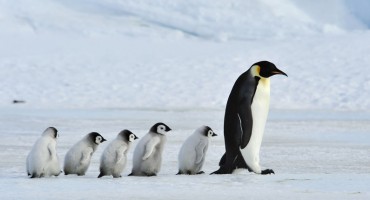 Utopilo se na tisuće mladunaca carskih pingvina: Preko noći nestala cijela populacija