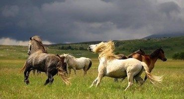 Livanjsko polje i vjetrenica postaju zaštićena područja