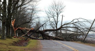 Na čovjeka palo stablo visoko 25 metara i usmrtilo ga