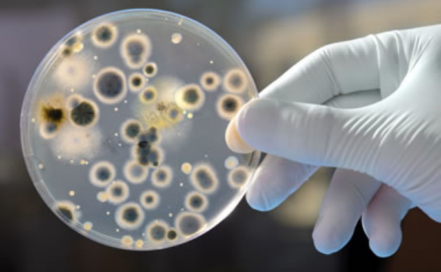 Umrlo osam pacijenata: Smrtonosna gljivica otporna na lijekove širi se bolnicama, dosad pronađena u njih 25