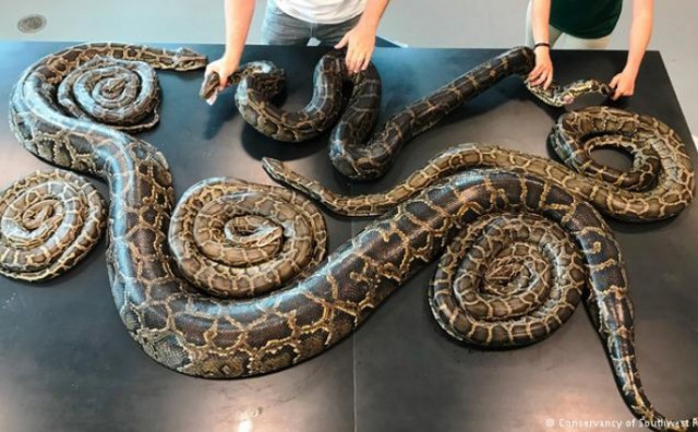 Nosila 73 jajeta: Ulovljena zmija teška 64 kilograma