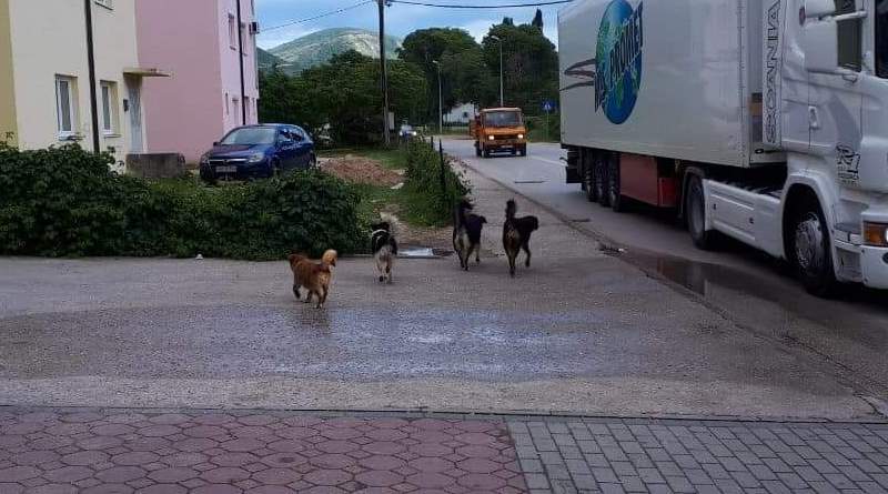 Mostar: Tri osobe previjane zbog ujeda pasa na Buni, pitanje dana kada će čopor napasti i djecu