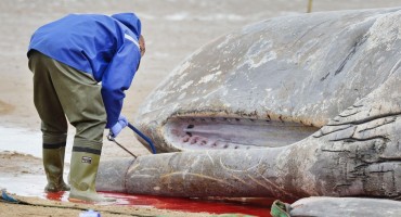Novi slučaj uginulog kita punog plastike: 'More nam šalje očajnički SOS'